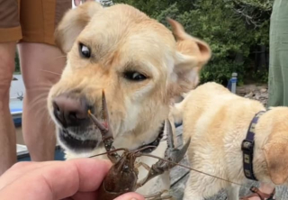 Mabel the Labrador grimaces