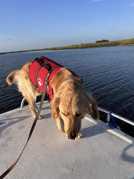 Leur chien tombe de leur bateau et disparaît, 36 heures plus tard un miracle se product