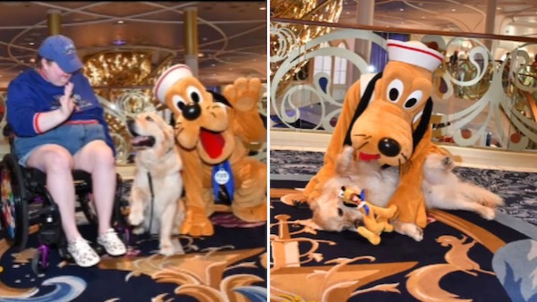 Ces 2 chiens rencontrent leurs heroes au parc Disney, leur reaction totalement inattendue