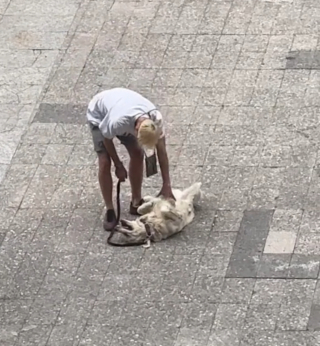 Article illustration: A Golden Retriever makes quite a scene when he realizes his walk is over, the video goes viral