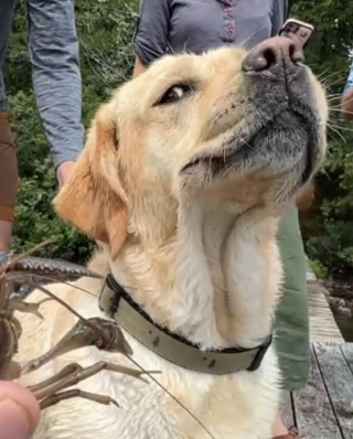 Mabel the Labrador's reaction to a lobster