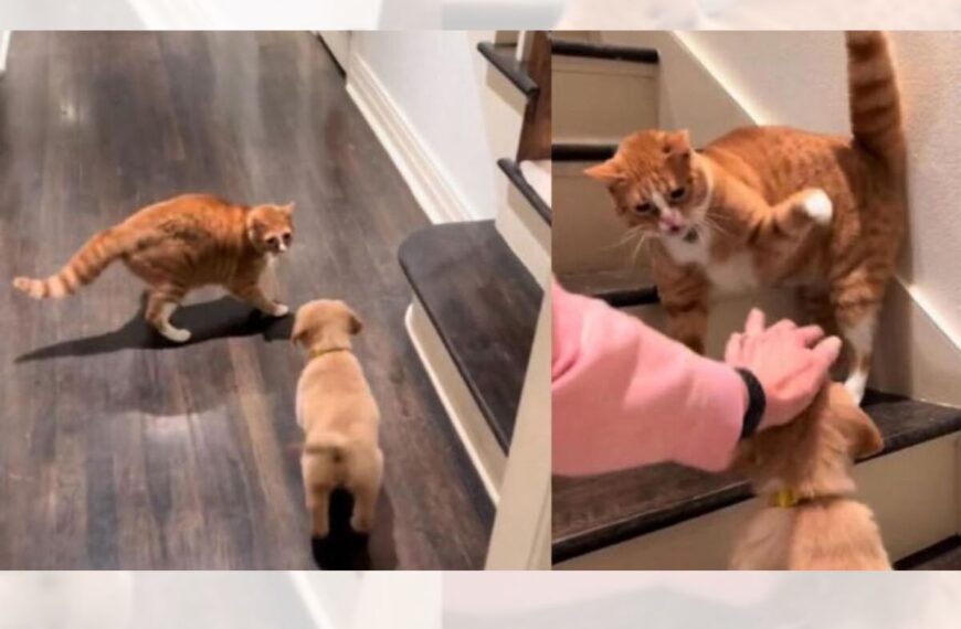 A Golden Retriever Puppy is Brought Home and Here’s How the Cat Reacts