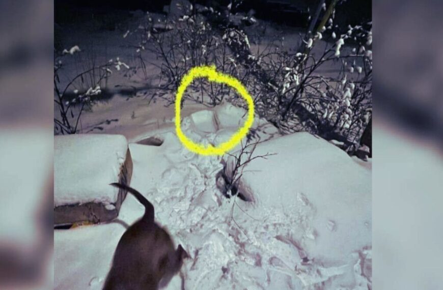 A dog makes an unimaginable discovery under the snow and calls for help to its owner
