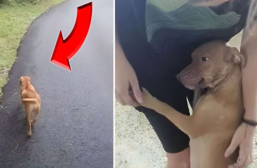 A dog runs towards a woman in the woods and begs her to follow, the surprising reason