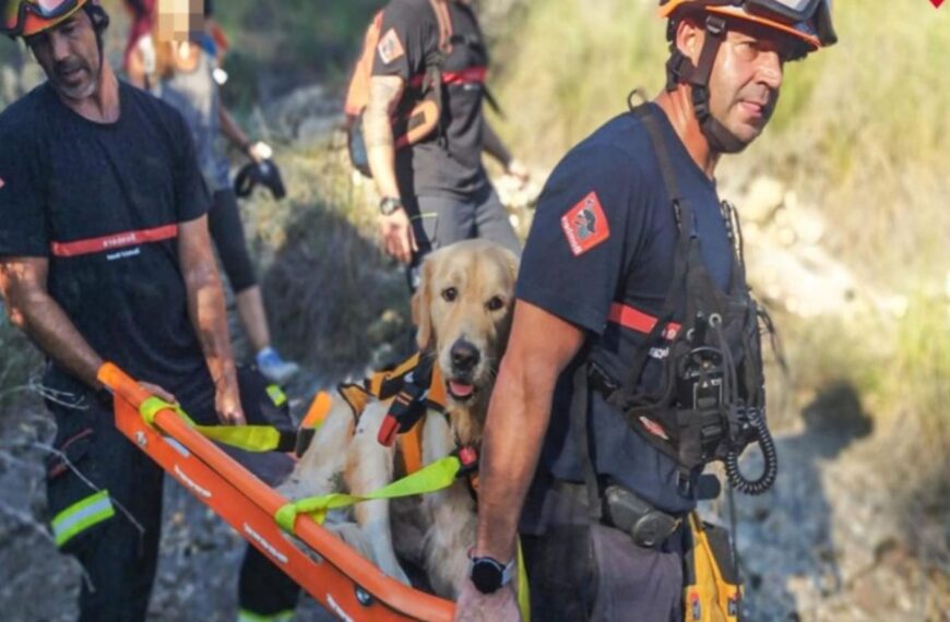 Firefighters rescue an exhausted Golden Retriever during a walk with its owners
