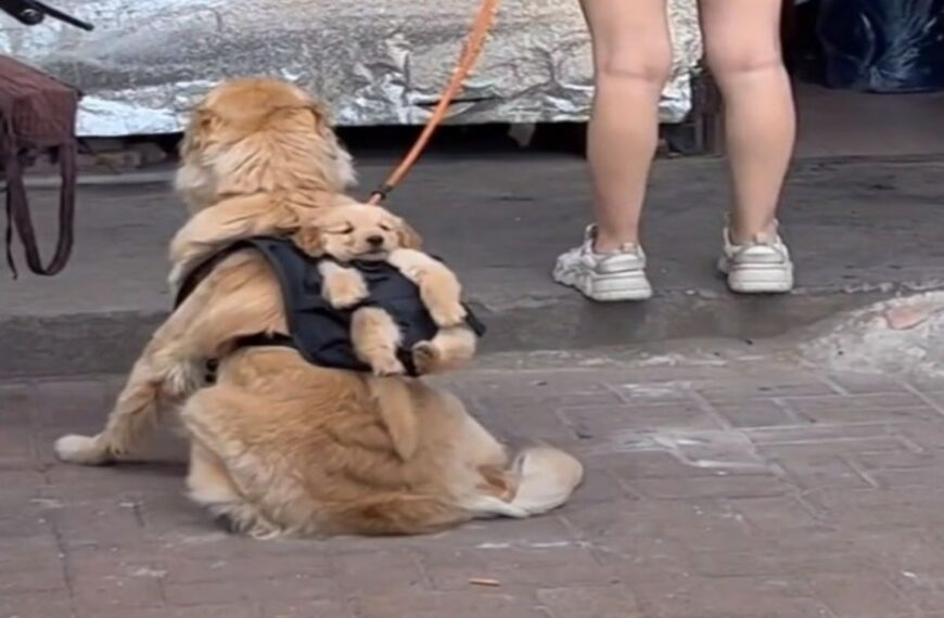 A very fun video : a Golden Retriever walks a puppy in a backpack