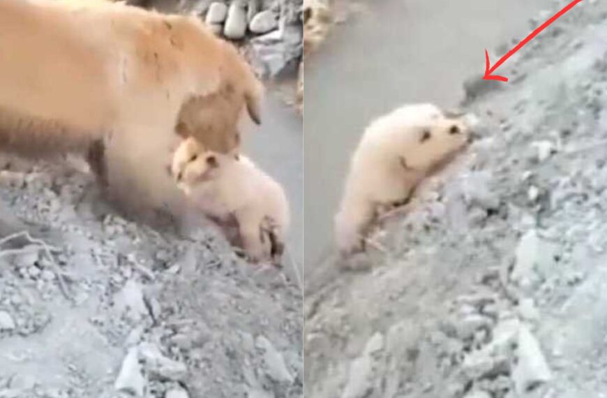 Her puppy fell into a stream, the mother dog does everything to save him