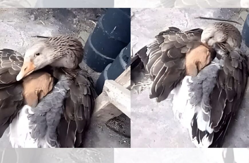 The Hug that Saved a Life: The Unusual Story of the Goose that Protected an Abandoned Puppy from the Cold