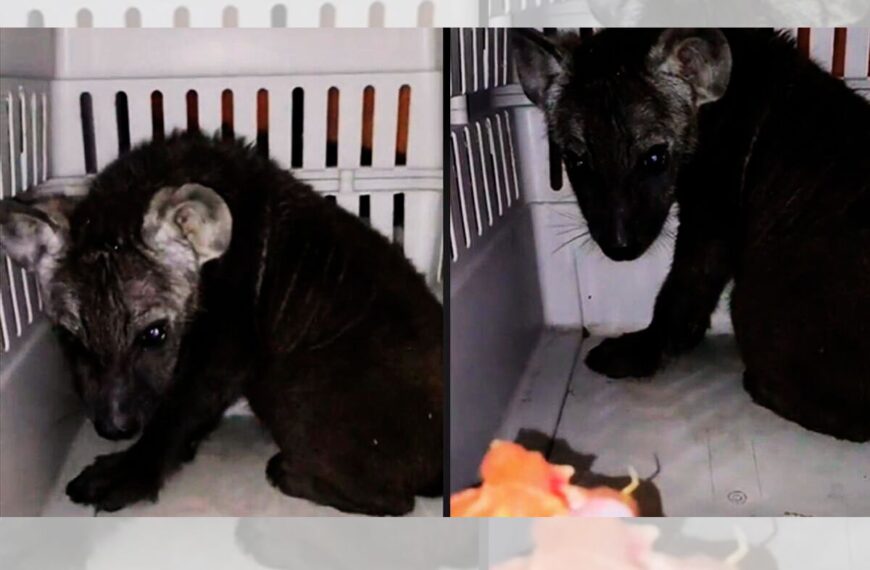 This dog becomes the second chance for a lost baby hyena