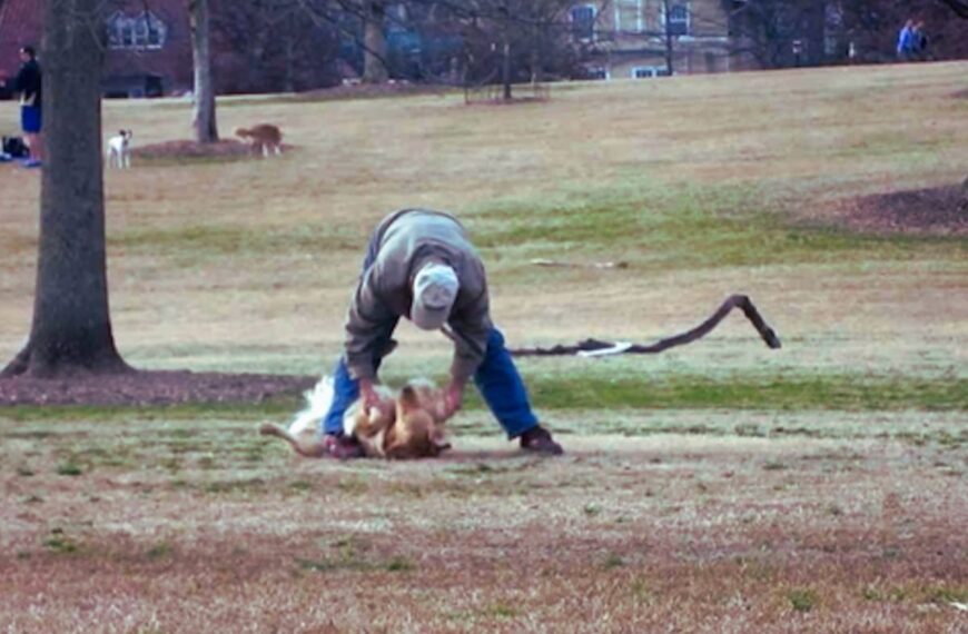 This dog refuses to leave the park and has a massive meltdown: his behavior is hilarious!