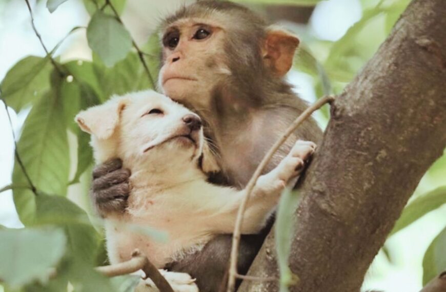 Unlikely Companions: The Touching Friendship of a Monkey and an Orphaned Dog